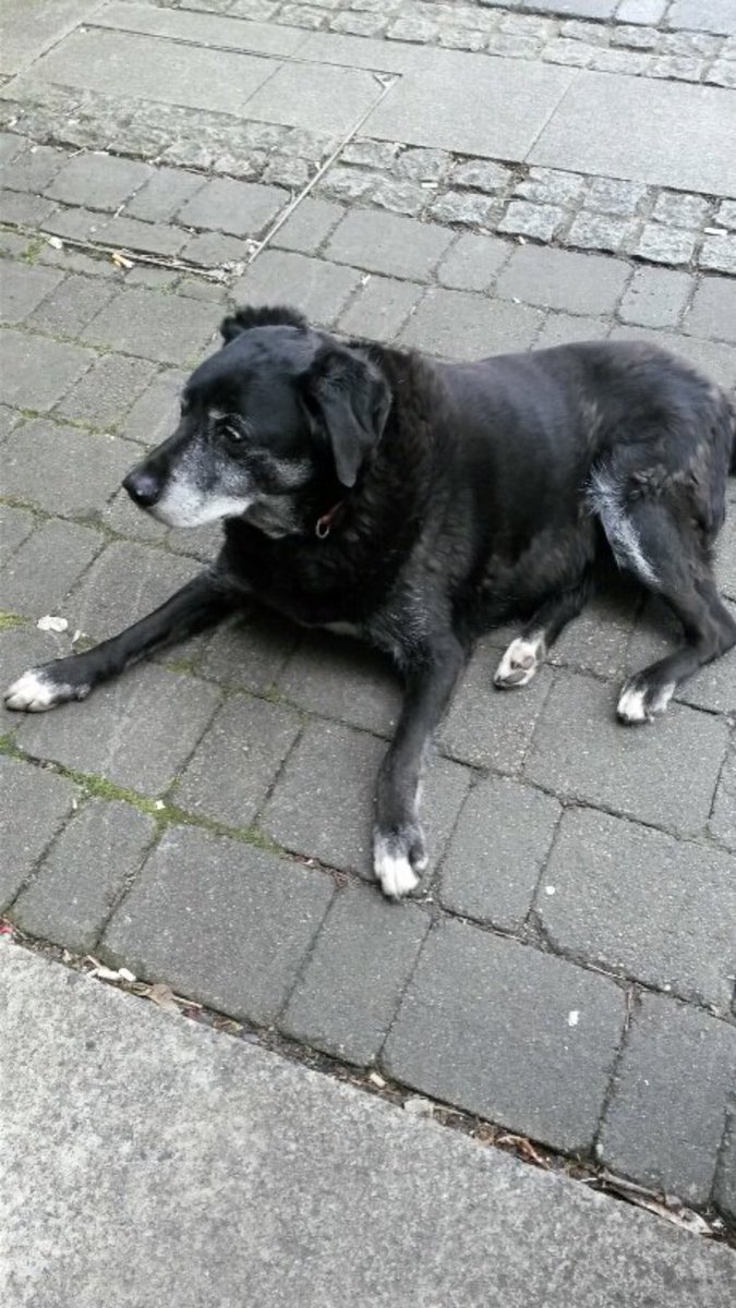 UL's tweet photo. UL's black dog is alive and well outside the library today. Black dog has not been replaced by a lookalike. A non-conspiracy thread. https://t.co/GyhcEprNBe