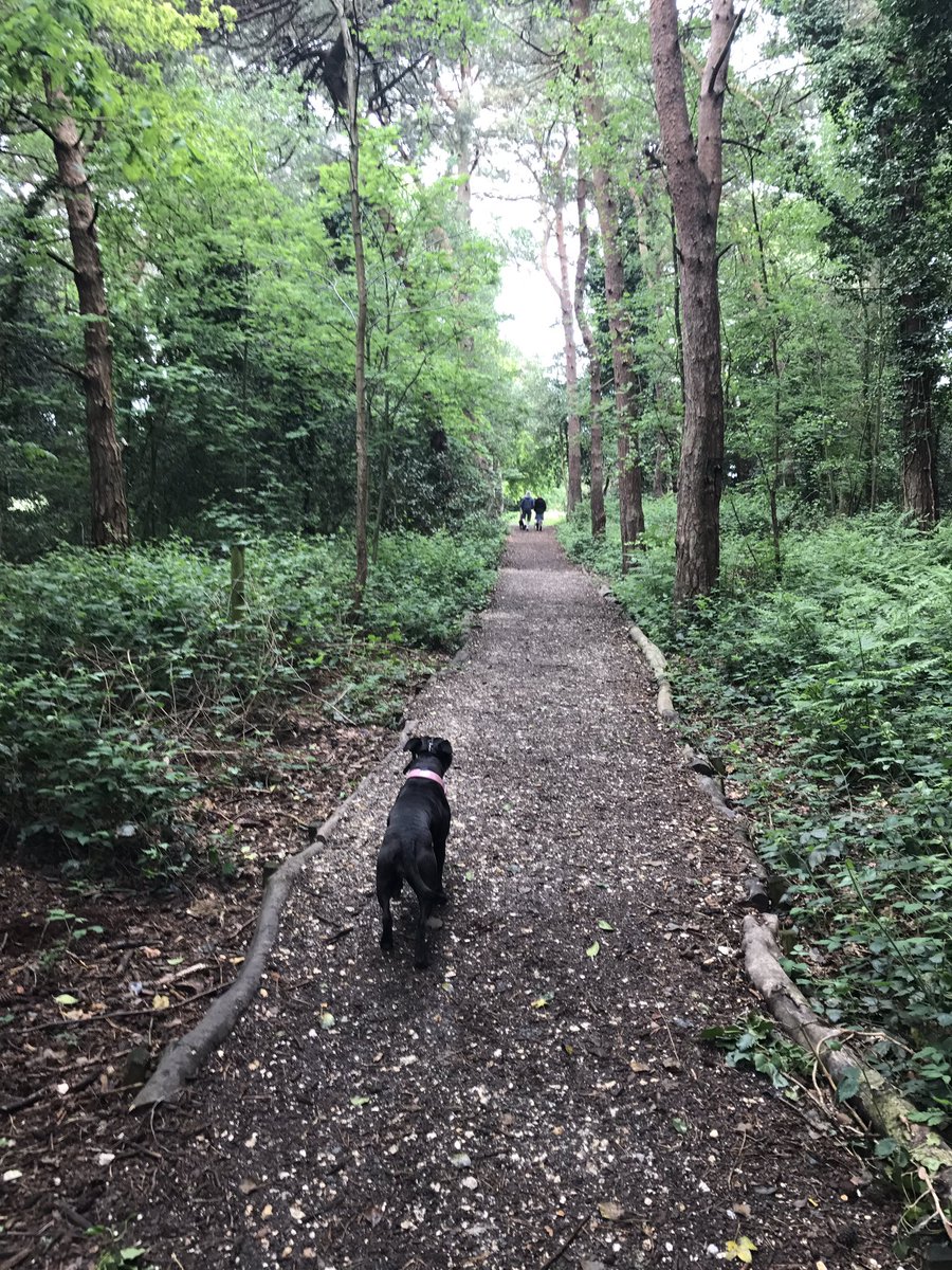 #pic #picture #photo #amaturephotography #dogwalking #trees #woods #photography