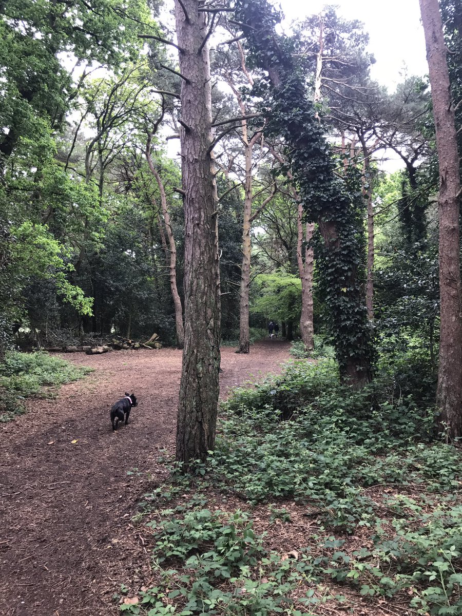 #pic #picture #photo #amaturephotography #dogwalking #trees #woods #photography