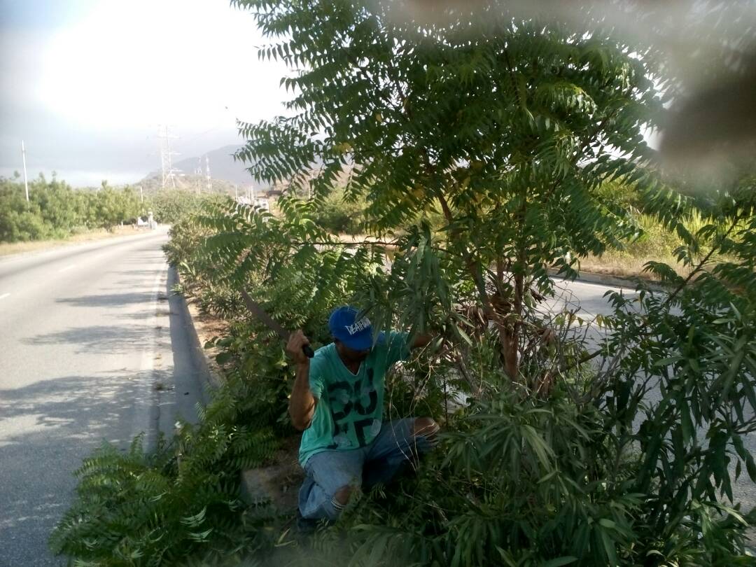 ObrasPublicasNE's tweet photo. Poda y limpieza de arbustos en Isla Central Av. Luisa Caceres #LaborEficiente Triunfando por Nueva Esparta #PatriaConstituyente https://t.co/6zf0DAMxrm