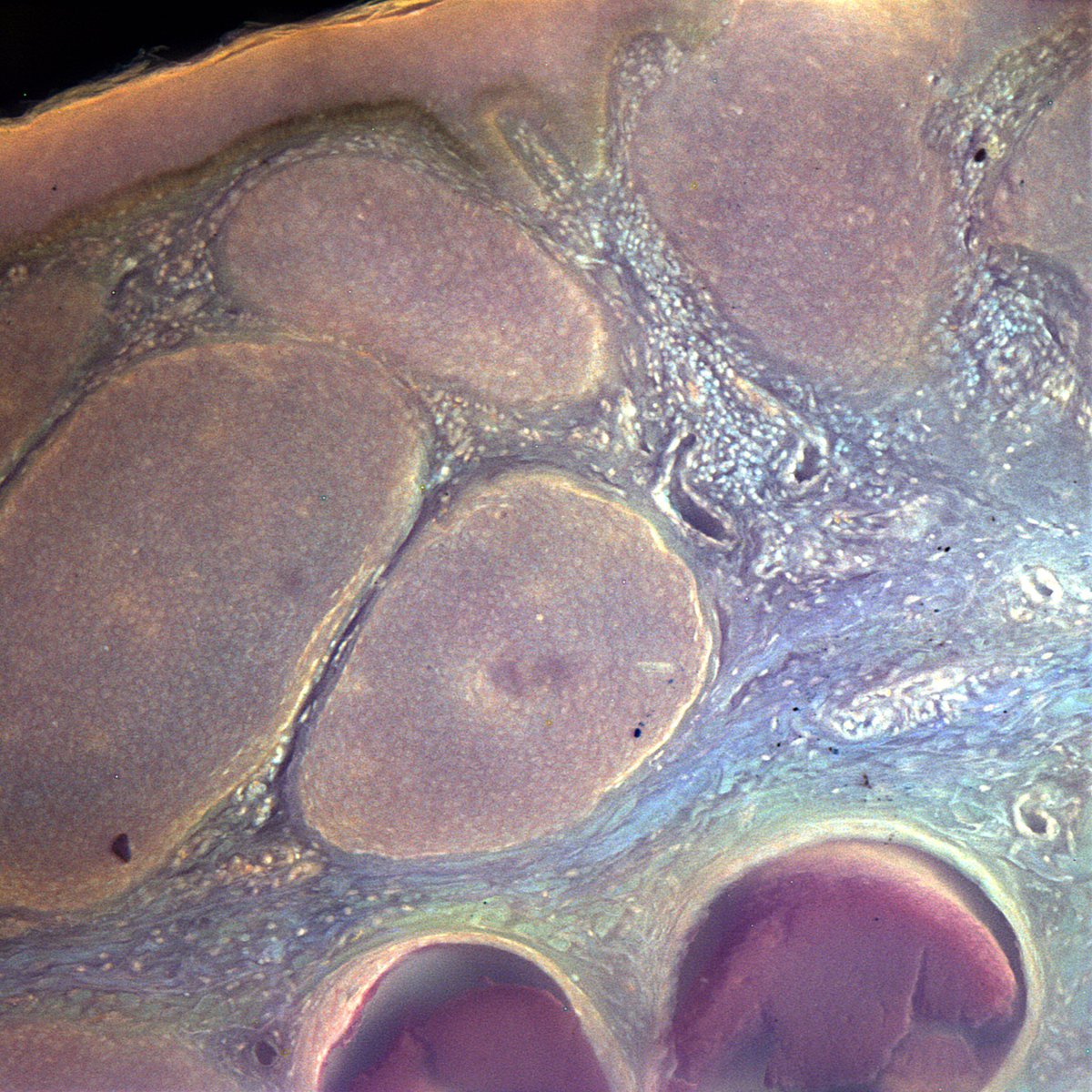 BSTPath tweet picture