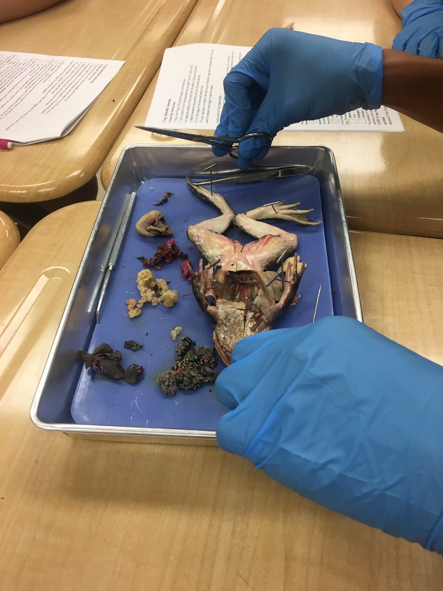 koontzscience8's tweet photo. End of the year frog dissection- biology- in #b113 @avonnorth1! https://t.co/eiAZeizRxa