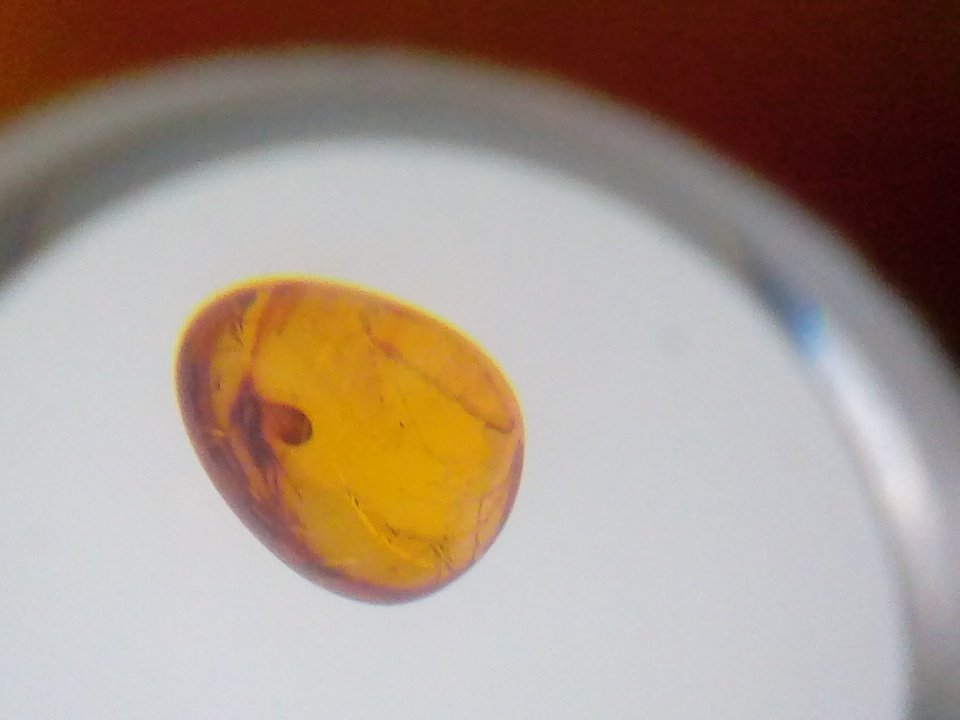 This is a dragonfly fossil