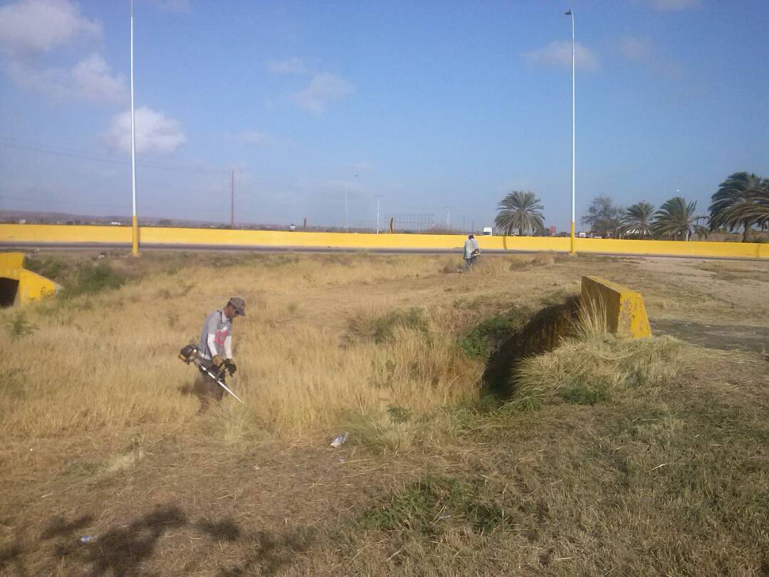ObrasPublicasNE's tweet photo. Mantenimiento de areas verdes av Juan bautista via el datil #LaborEficiente Triunfando por Nueva Esparta #PatriaConstituyente https://t.co/E0qwULArlr