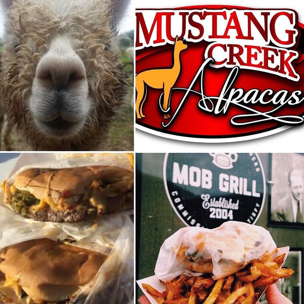 MOBGrill's tweet photo. Don't worry about lunch, #AlpacaLunch for you!
Come see #theCapo and the @mobgrill #crew at our friends at @musta⦠https://t.co/IxTiugyQOI https://t.co/lUJv8Mv1GH
