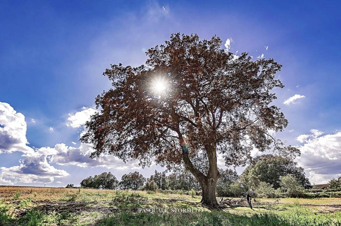 CardoncelloNYC's tweet photo. A gorgeous view from Apulia. We carefully select the origin of our olive oil, as to ensure that only the best ingredients reach our tables https://t.co/RIZDmivaEm