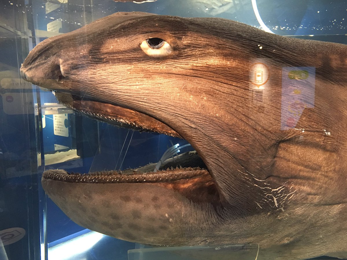 海遊館 NO.108メガマウスちゃん 見どころは なんと！ ホルマリン漬け