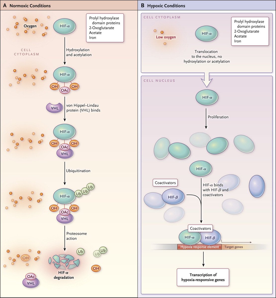 Review Article: Physiological Effects of Chronic Hypoxia Biology Diagrams