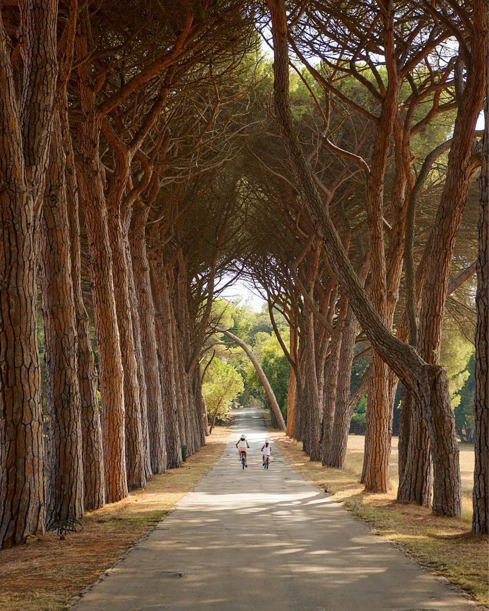 Savoteur tweet media