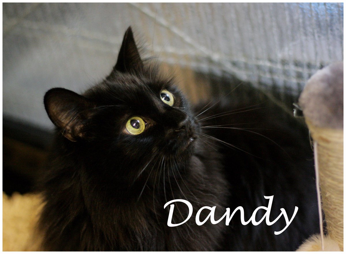 Dandy is looking for a new home! see his video here! What a cutie youtu.be/x1zerAr8Yk4 #cute #CatsOfTwitter #rehome #Longhairdontcare