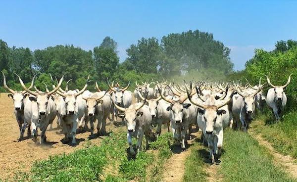 MexicanSummer's tweet image. From @MethodsUnsound ~ Top 10 Best Cows, according to @TONSTARTSS 🐮 🐂 ♉ bit.ly/2qB3EDy Take that, Thursday.