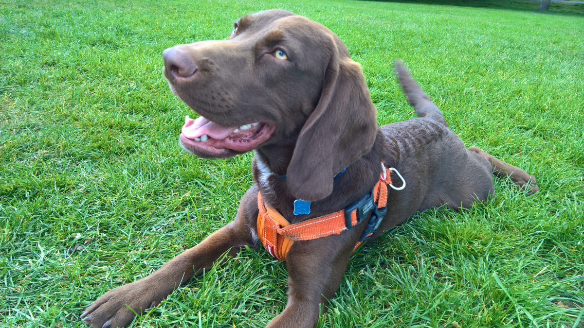 frankie and bennie (@valerietom) on Twitter photo 