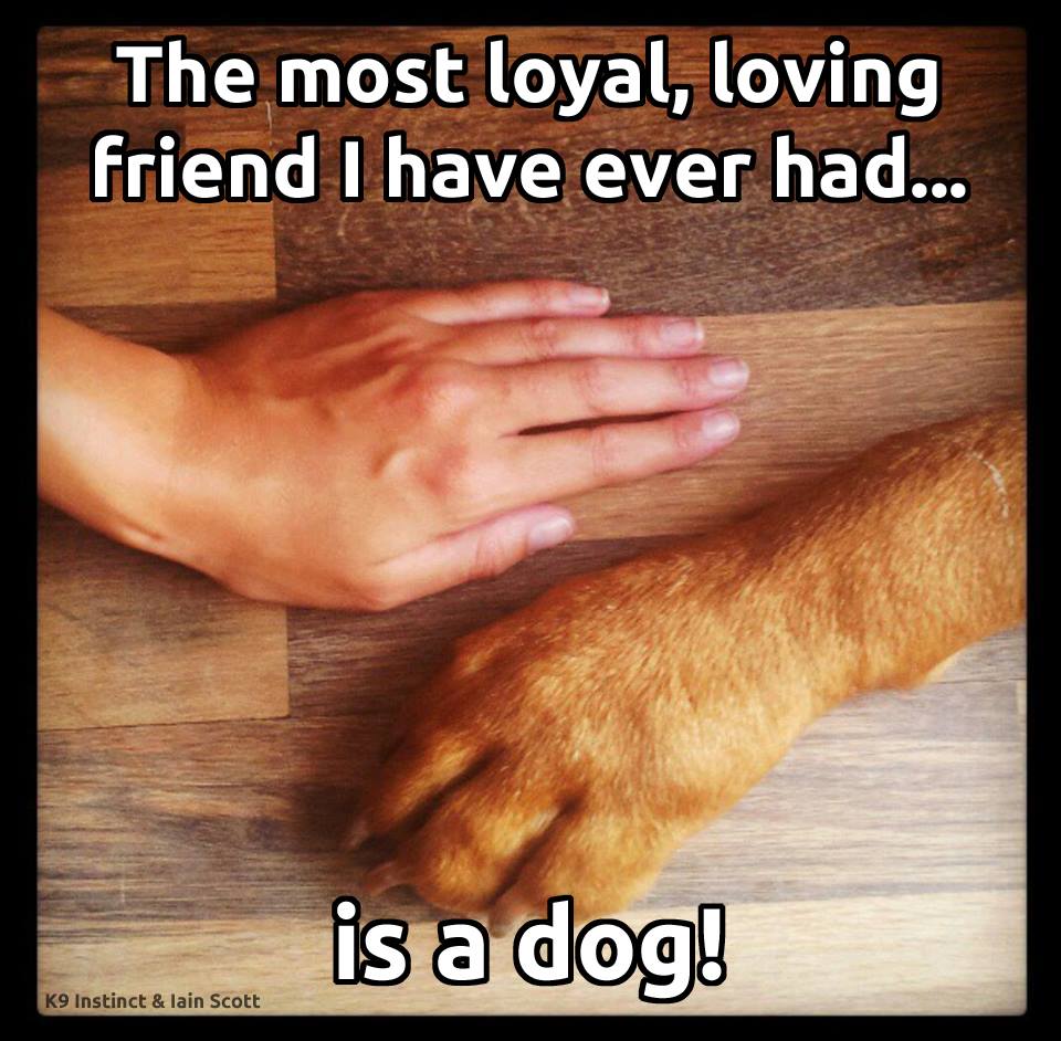 andersonspets's tweet image. The companionship of a dog is priceless.