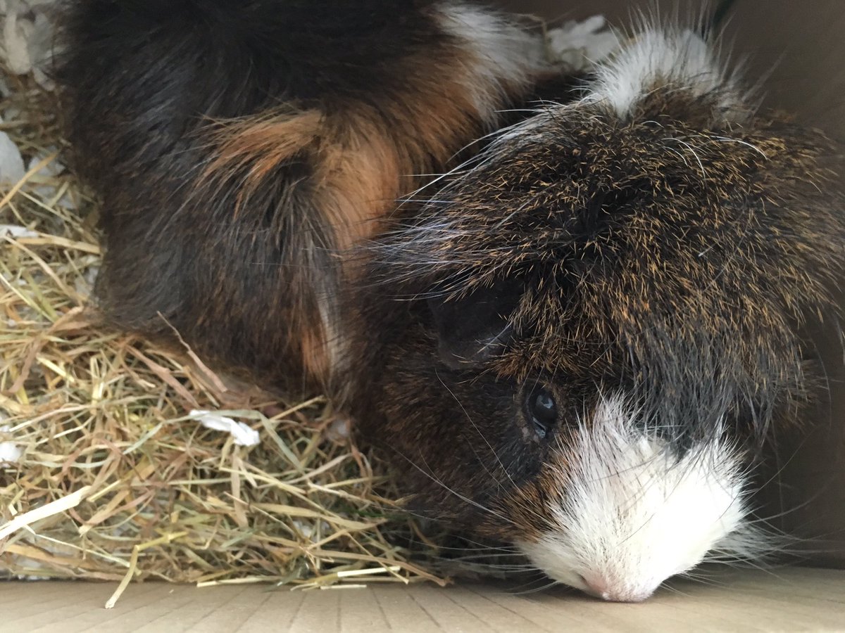 RouAndKish's tweet photo. RIP gorgeous Buddy. 😔 July 2010-9 May 2017. xxx https://t.co/gwZvc0Wa97