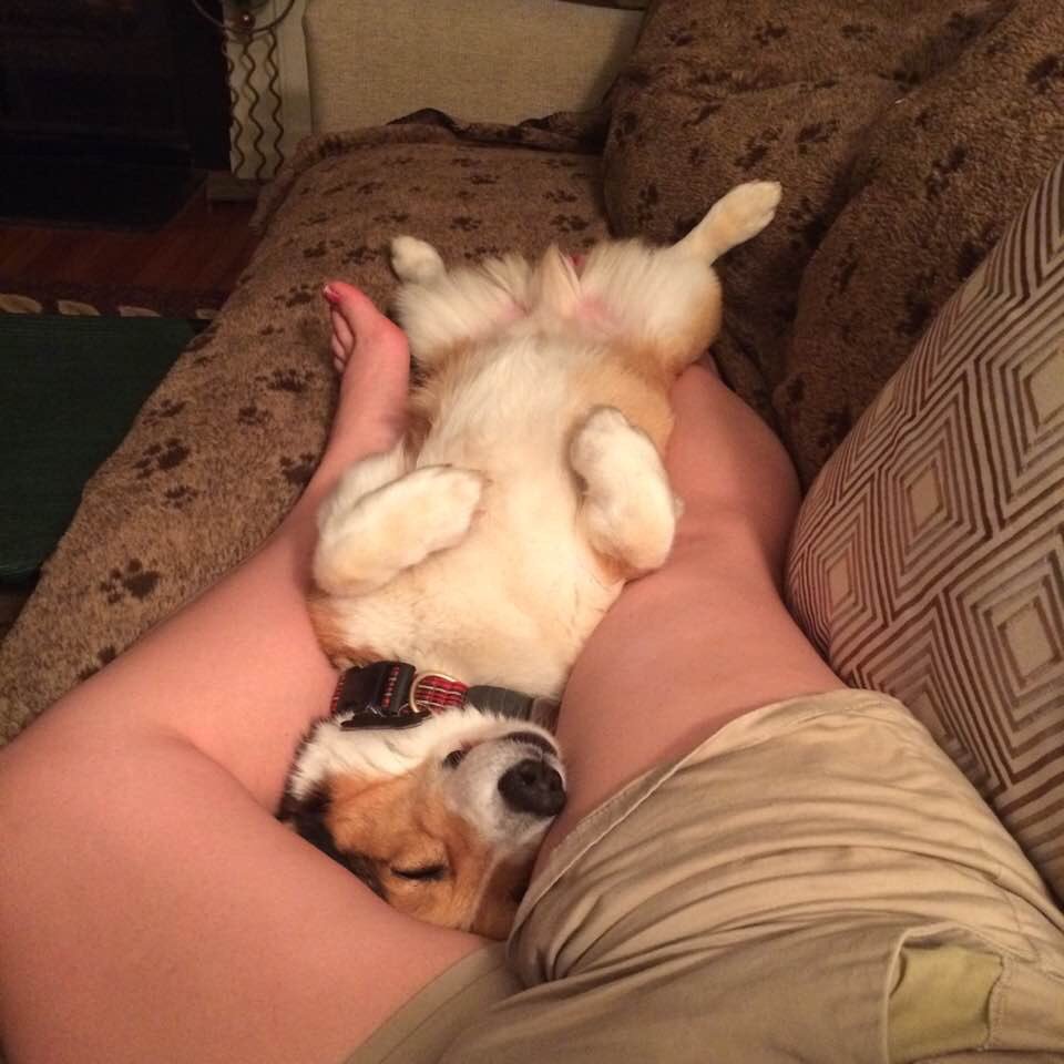 4pawspottery's tweet photo. Barron has SUCH a hard life! #CorgiLife #winning #snoring #cuddles #dogs #lol #NotEasyBeingThisCute https://t.co/hBufYl6FBP