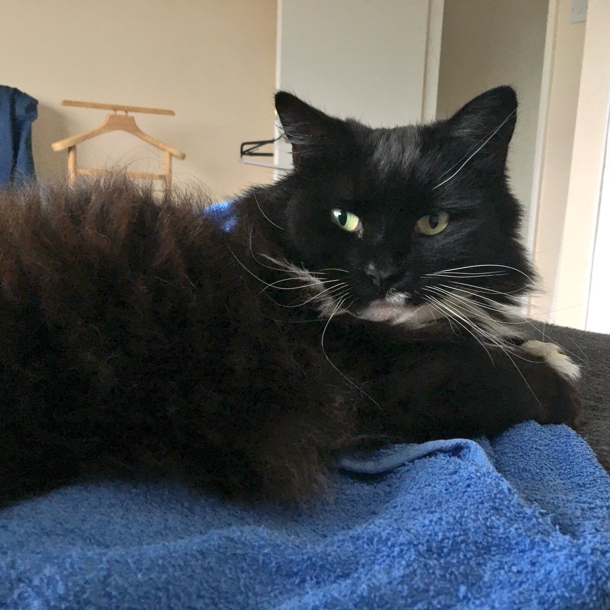 boxmnstr's tweet image. How cute is this fluffy girl? 😍