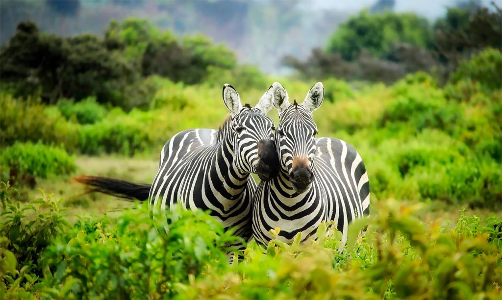 splendidbooth's tweet photo. #Honeymooners: #Safari is an adventure that you'll remember for a lifetime. #travel via @luxurytravels1 https://t.co/WrK57p6NSY https://t.co/AgTWuU9QFl