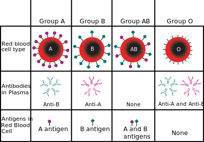 brethanial's tweet photo. One similarity between heart and kidney transplants is that both need to be matched on blood type #rhsbms https://t.co/b4JfATI6zE