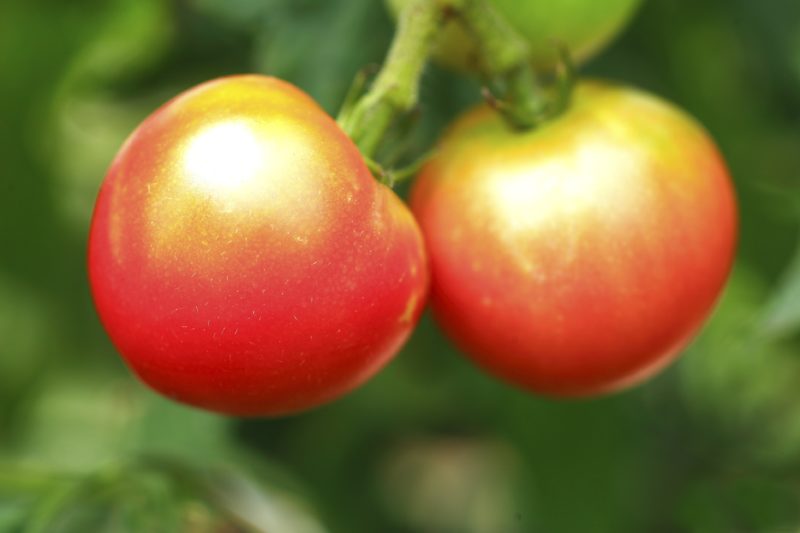 Nutrisystem's tweet photo. Planing a garden is a fantastic way to save money on healthy food. Get these tips to get your garden goin'! 🍅 https://t.co/rXoTnn2lim https://t.co/gJiqazIwXn