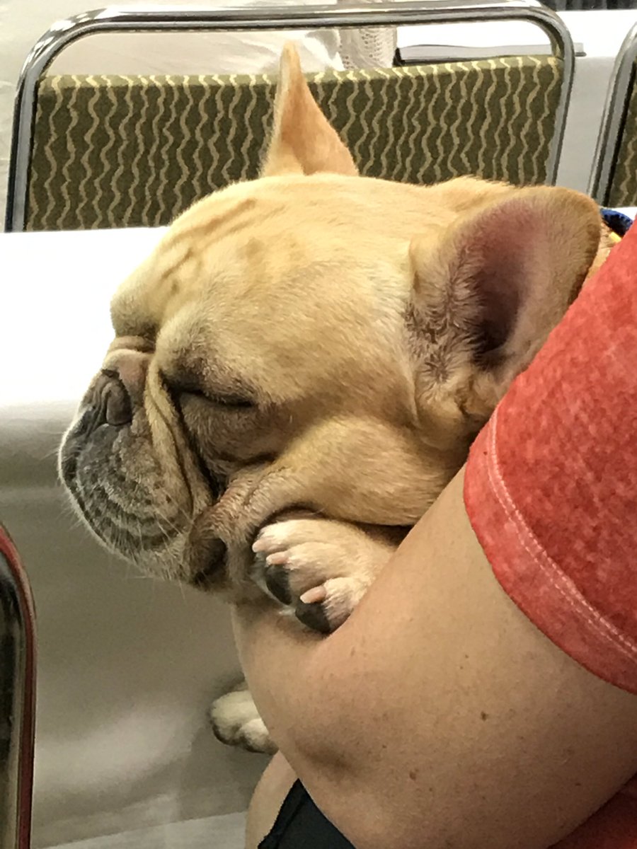 HaveDogWillBlog's tweet photo. #blogPaws #seriousStudent https://t.co/JwavcBEVRq