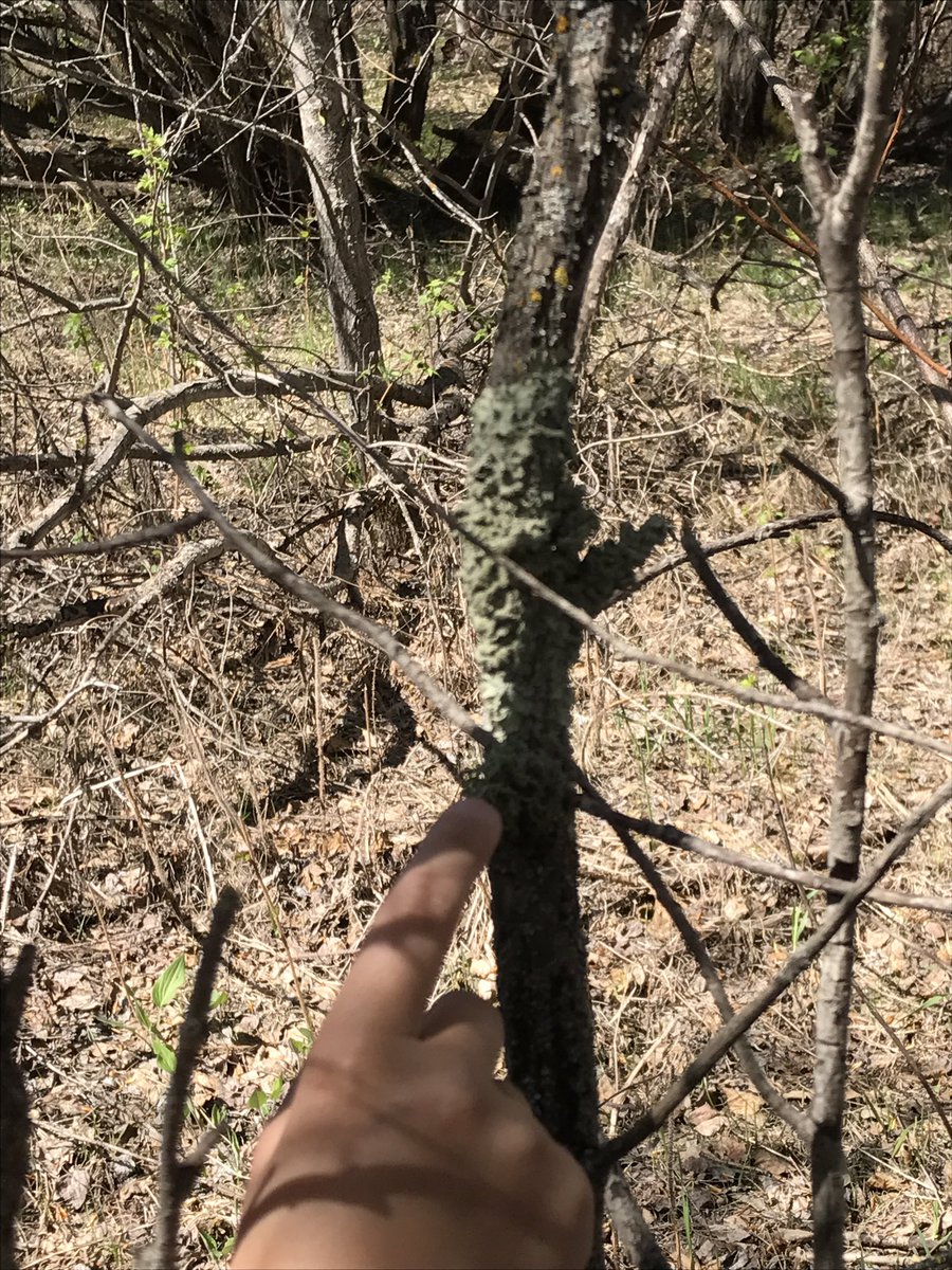 ryley_cote's tweet photo. Discovering the wonders of lichen #WagnerNatArea https://t.co/Nv3HyRD7TO
