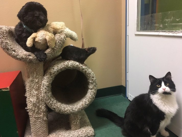 Bonded #Cat, #Dog, #Rat Surrendered to #Shelter, Find Home Together #pet #pets #rescue #adoptdontshop ow.ly/rYpk30bnnOG