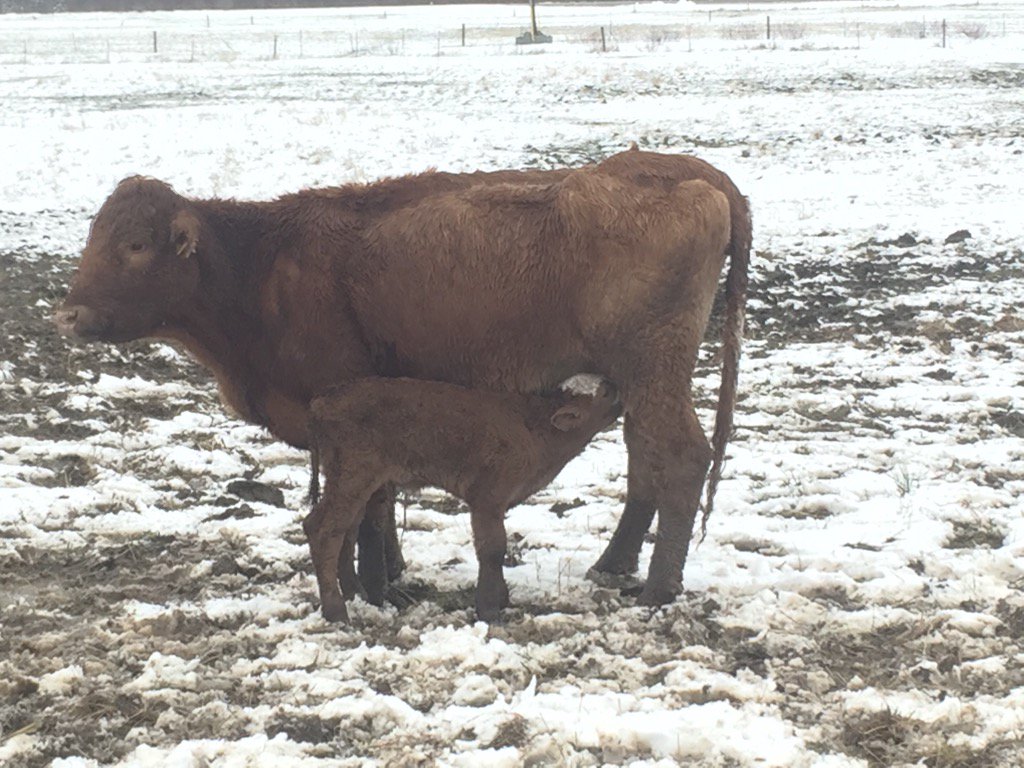 SummerStation's tweet photo. Another little snow storm here in Kap. Better go get some straw to spread. #northernag #kapuskasingcattlemen https://t.co/JJd7VP7iU3