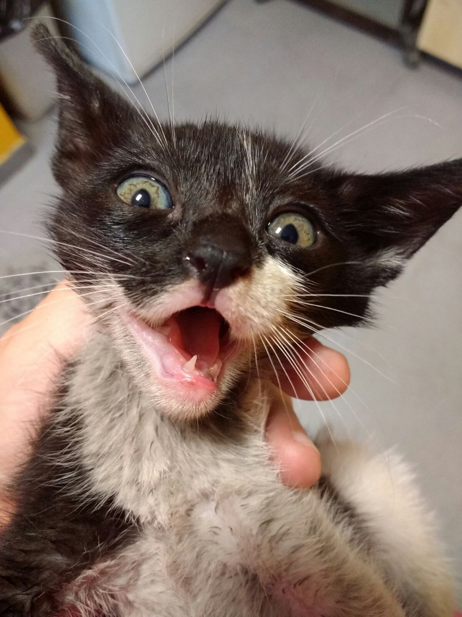ayudaaanimales2's tweet photo. Gatita con malformación en la mandíbula dejada en una perrera, es muy cariñosa, tendrá unos dos meses. Solo protes: 684276054 (WhatsApp)RT🙏😭 https://t.co/24AHhauUHJ