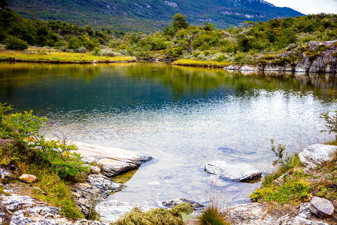 FotografoGS's tweet photo. #parquenacionaltierradelfuego #ushuaia #tierradelfuego #argentina #patagonia #paisajesfueguinos #patagoniaargentina #paisajes #flores https://t.co/RCdkfLTesL