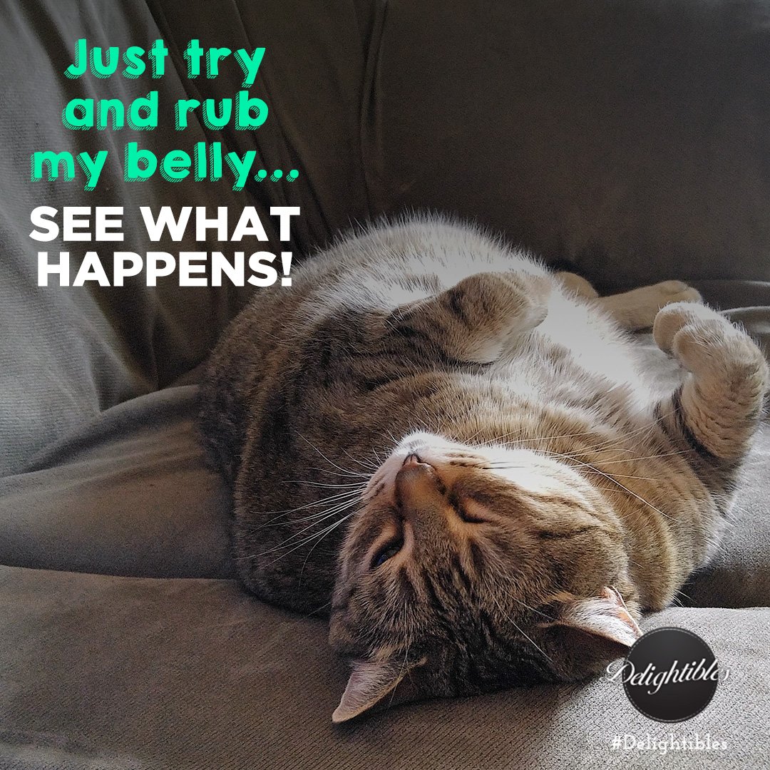 Delightibles's tweet photo. POLL: #Fluffy #cat bellies. Invitation, trap, or both? https://t.co/ttKNOYMpoS