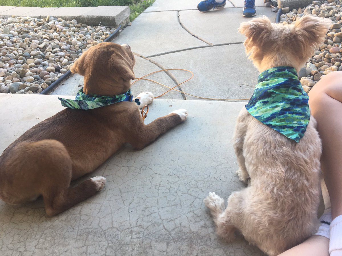 Mad_Gab13's tweet photo. I've had Milo for a week now &amp; I already don't know what I'd do without him https://t.co/gAnLIuzrWt