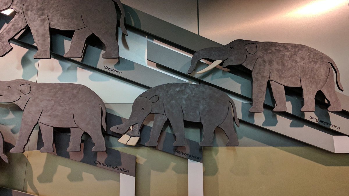 Sim_He's tweet photo. @Senckenberg @SMCFFM Nicht vergessen: Der Beweis, dass #Evolution einfach nur #try&amp;error ist! @Senckenberg #senckenbergsmcffm https://t.co/ga2sdH4m8K