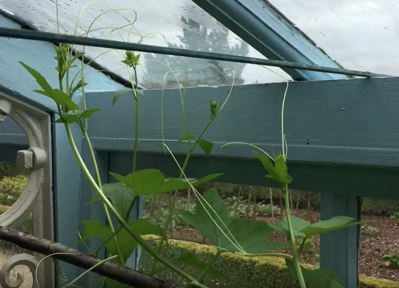 Am fascinated by movement of Echinocystis lobata all #PlantDay, much as #Darwin was <a href="/EnglishHeritage/">English Heritage</a> <a href="/HomeofDarwin/">Home of Darwin</a> youtu.be/VH5cb9O-y7I
