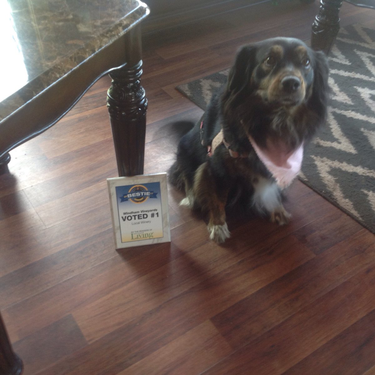 windhamvaw's tweet photo. Pijou is tickled pink to have won the Bestie for Best Local Winery for the 11 counties in Capital Region Living Magazine https://t.co/vcq8eu4Tdm