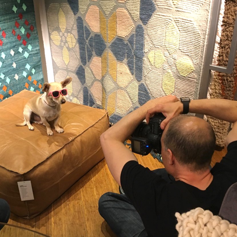 SF_DogPhotog's tweet photo. Behind the Scenes with Tatertot at @CB2tweets https://t.co/1dNMelr7vy