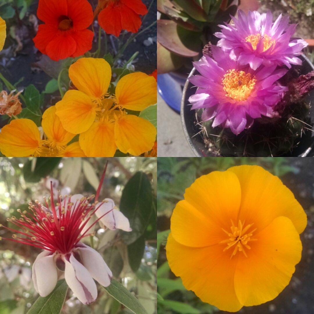 Happy #PlantDay ! These are some pretty flowers from around my yard