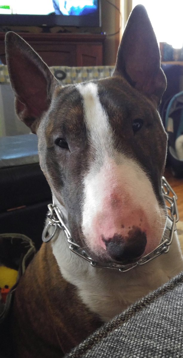 KKokurewicz's tweet photo. Love my boy β€οΈβ€οΈβ€οΈ #bullterrier #englishbullterrier #lovemydog #finallyhaveone #HisnameisReuben https://t.co/XMhZLYWTkr