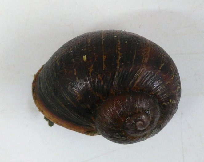 Telenoticias7's tweet photo. Si eres un caracol zurdo, olvídate del amor.
https://t.co/79y0PtW147 https://t.co/HjVt6edcib