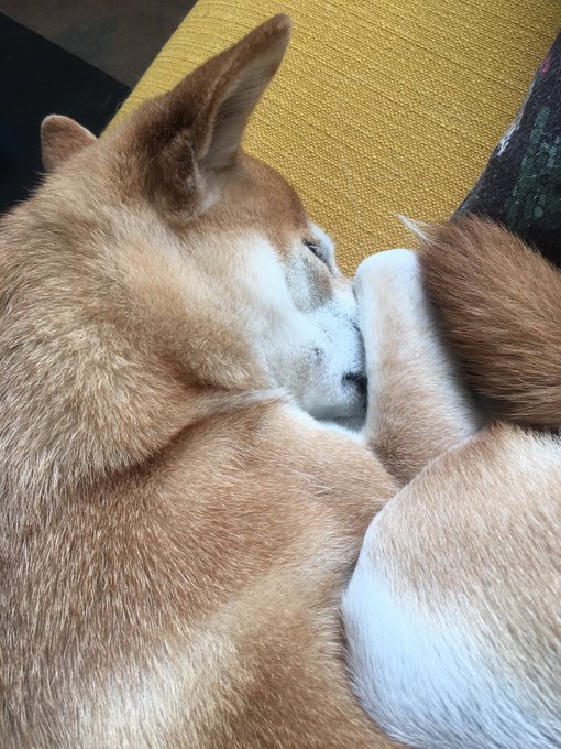 @ooah does he ever do this paw over the nose move? https://t.co/SSJKCmqGFH