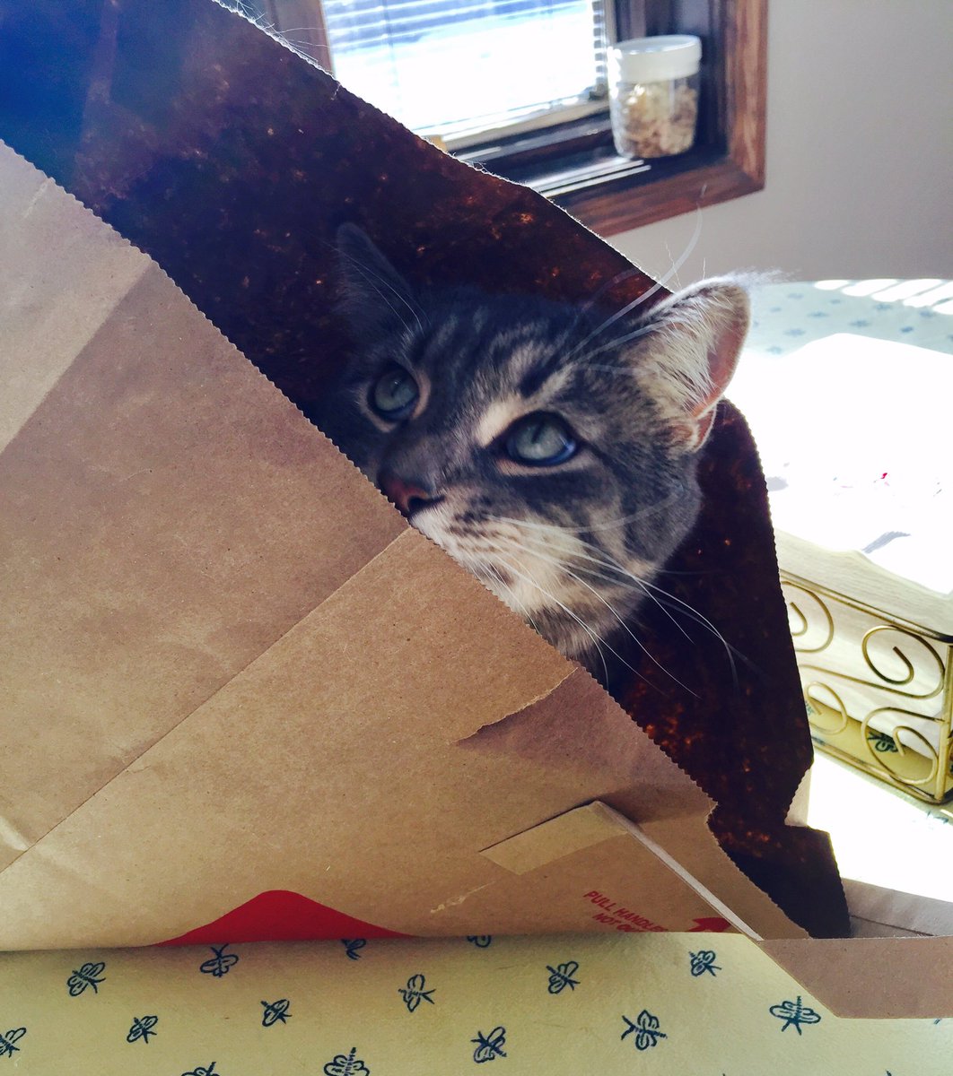 Mary_Bear_CJS's tweet photo. "Cats do not have to be shown how to have a good time, for they are unfailing ingenious in that respect."James Mason https://t.co/S2fABRHTJW