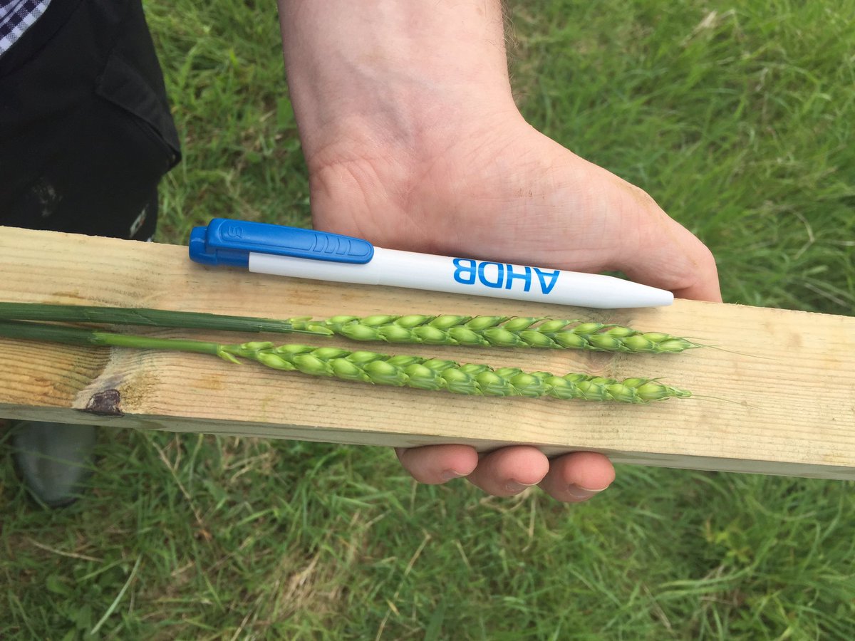 The_Barker_Boys's tweet image. I can only hope that all my ears look like this! This pair picked by @TomFitzGrld from our @BASFcropUK #realresultscircle field.#monitorfarm