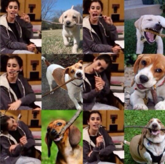laursrae's tweet photo. lauren jauregui as puppy thread #MTVAwardsStar Fifth Harmony https://t.co/J3O6DpNciZ