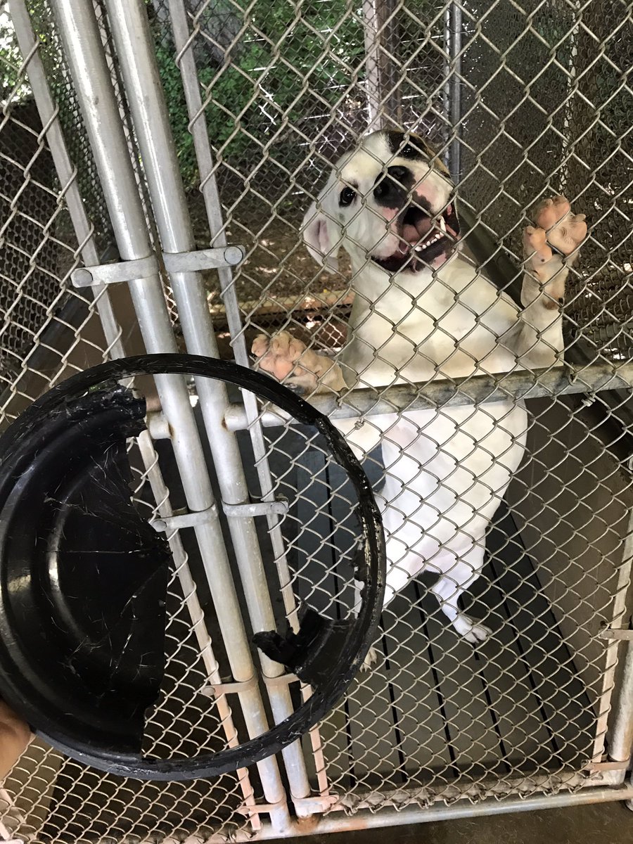 Godzsmallpikin's tweet photo. @dog_rates this is Bella.  She ate her bowl because she didn't have enough plastic in her diet👌🏼 https://t.co/1VvTPAnQpY