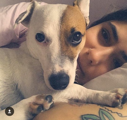 thisloverippi's tweet photo. 🐶💛 https://t.co/jwHCOoNQwI