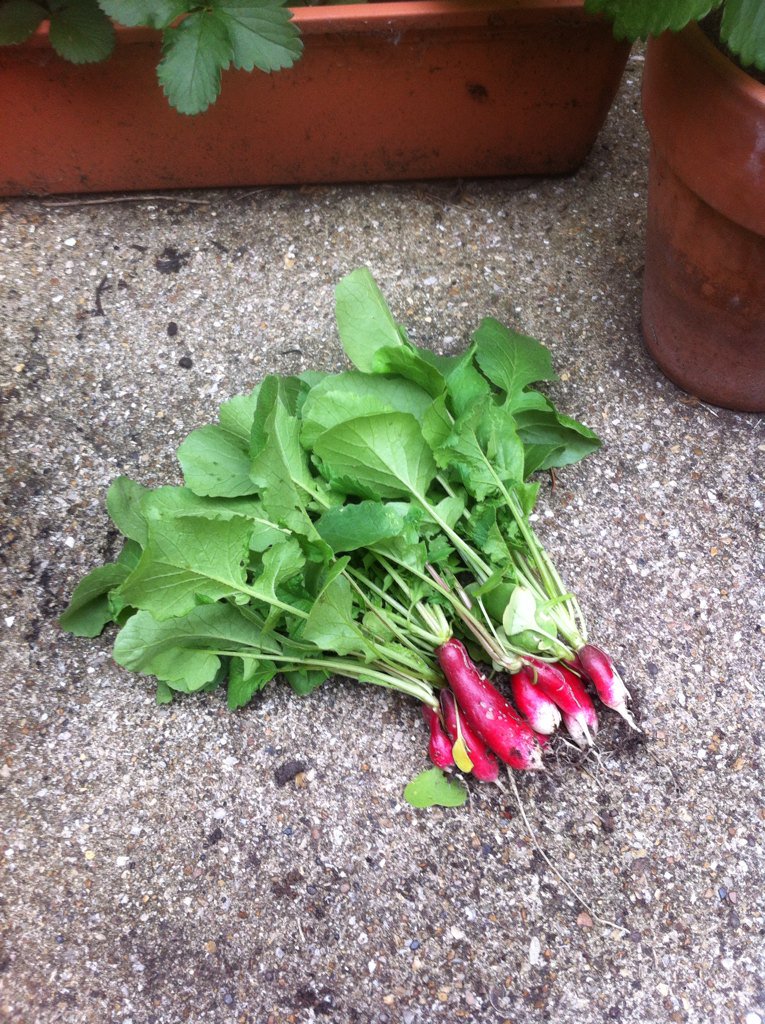 EngCountryHelen's tweet photo. First harvest of the year https://t.co/fnUW1zaXE1