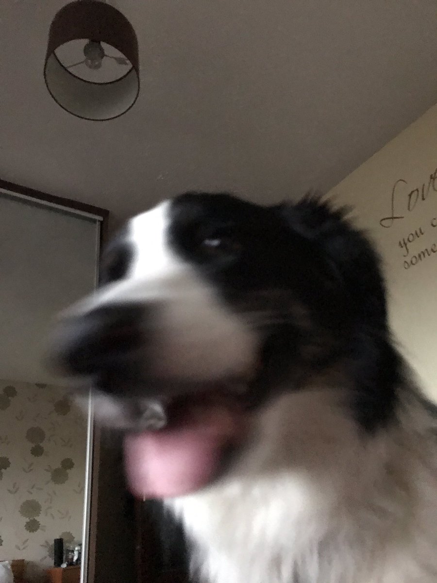 Mafer1ck's tweet photo. Having a lay down on the bed and this! #WhenDogsAttack https://t.co/bF0R5VXs76