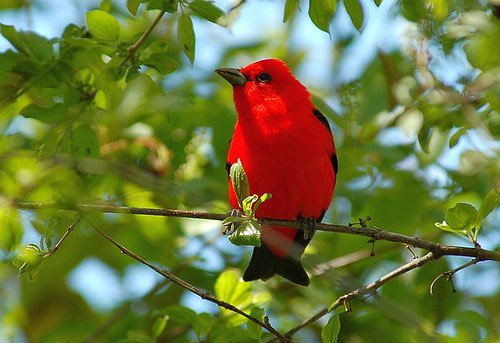 BUCC Announcements May 21, 2017 bruceuccooperative.ca/bucc-announcem…