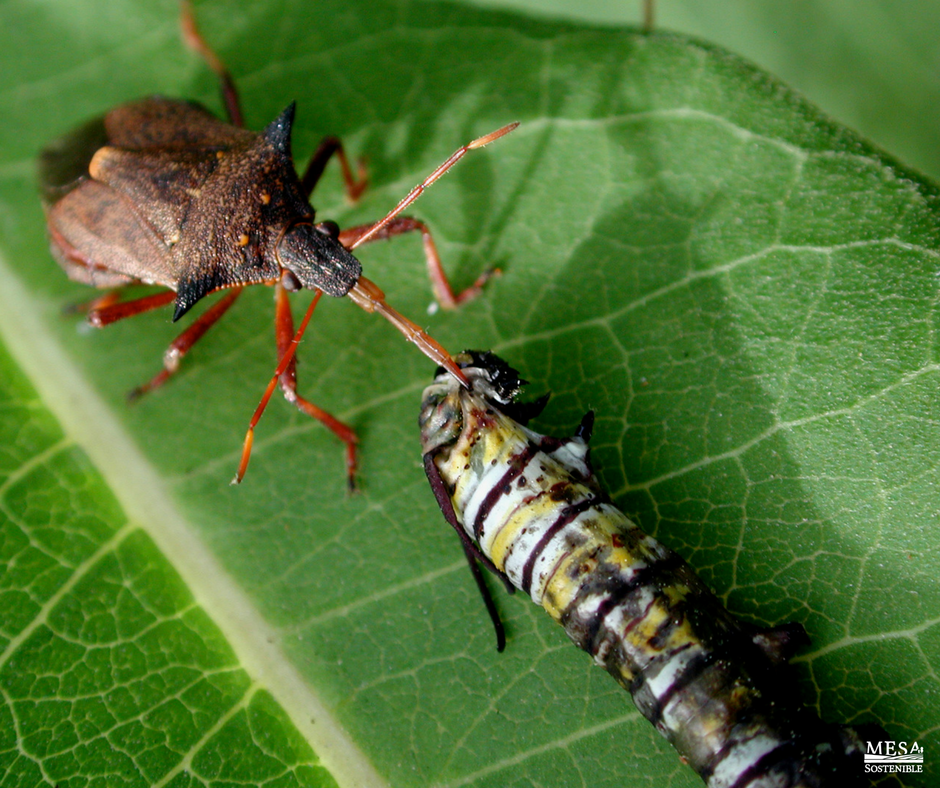 MesaSostenible's tweet image. Managing farms so that they harbor populations of pest predators is a sophisticated &amp;amp; effective pest-control technique. #Permaculture