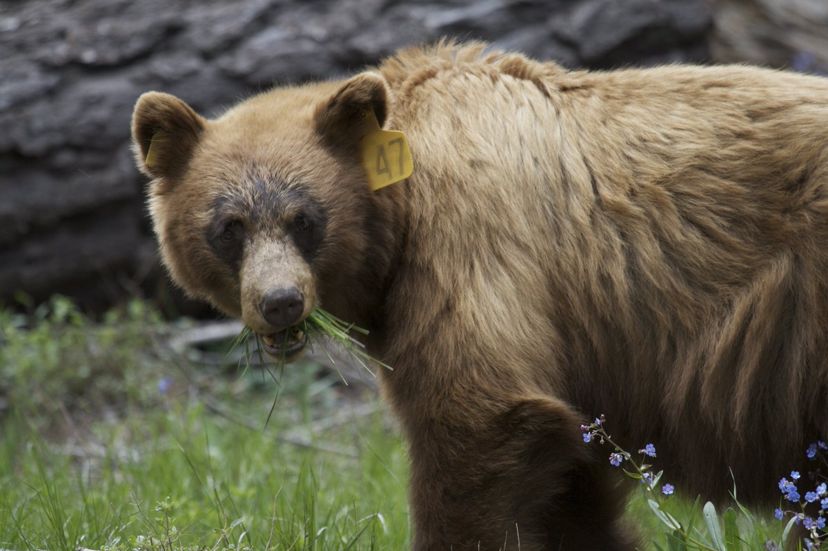 YoseConservancy's tweet photo. New on the blog: Bears! (And how your support helps keep them wild in #Yosemite). https://t.co/jscmkukbt5 📷 Bob Roney https://t.co/XPB93aLjl2