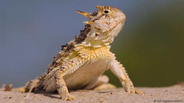 #53 Horned Lizard

If they feel threatened, horned lizards will squirt blood from the corners of their eyes.